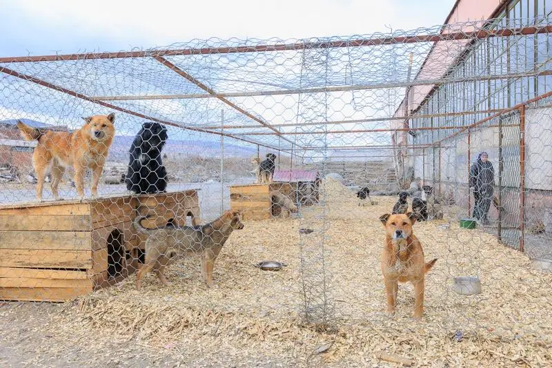 Дружок, зооцентр