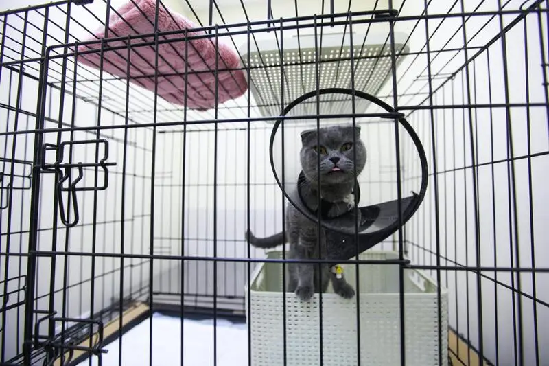 Авет, ветеринарный центр