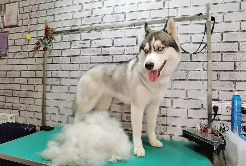 Зоосалон Лапки Лапочки