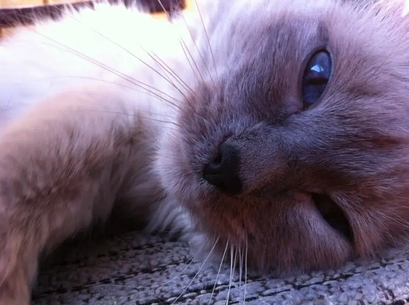 Амиго, ветеринарная клиника