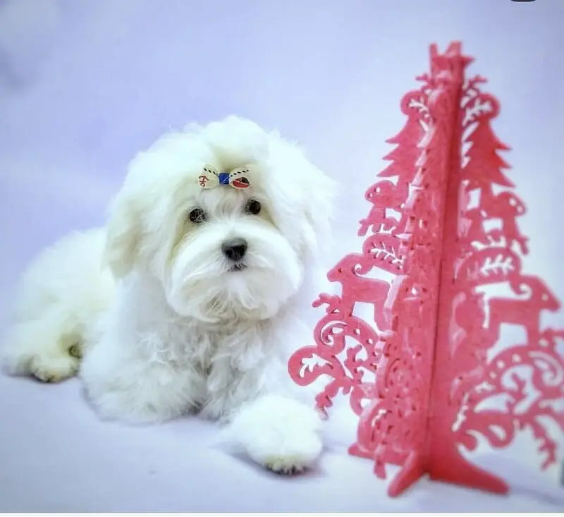 Студия груминга Friendly club Собачье сердце