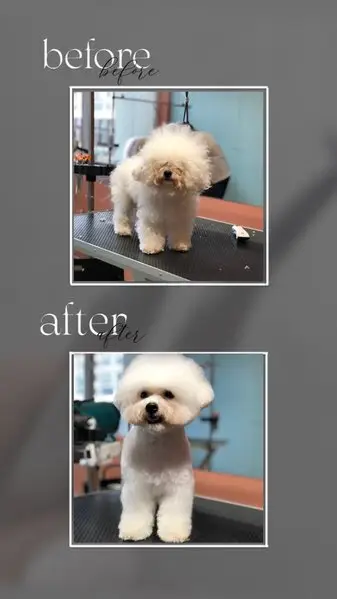 Салон груминга