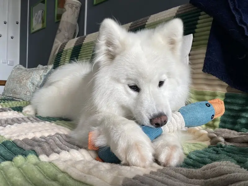 Зоосалон Вибрисса