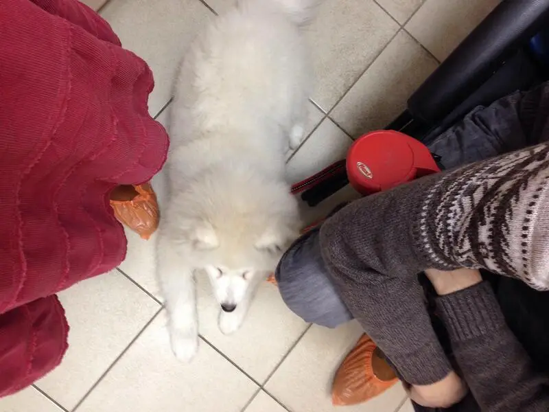 Амикус, ветеринарная клиника