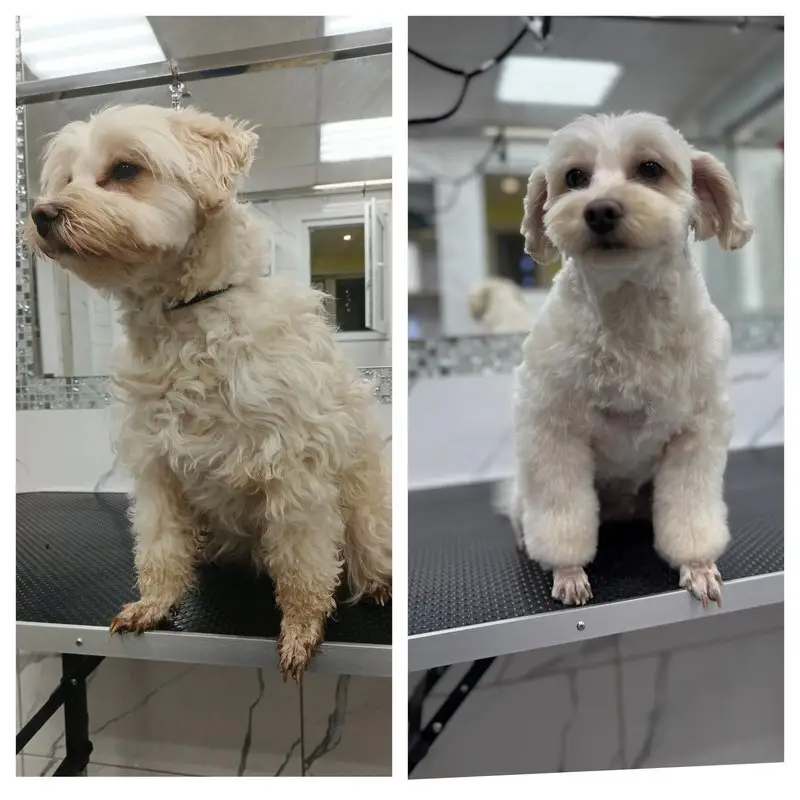 Зоосалон Грумиум