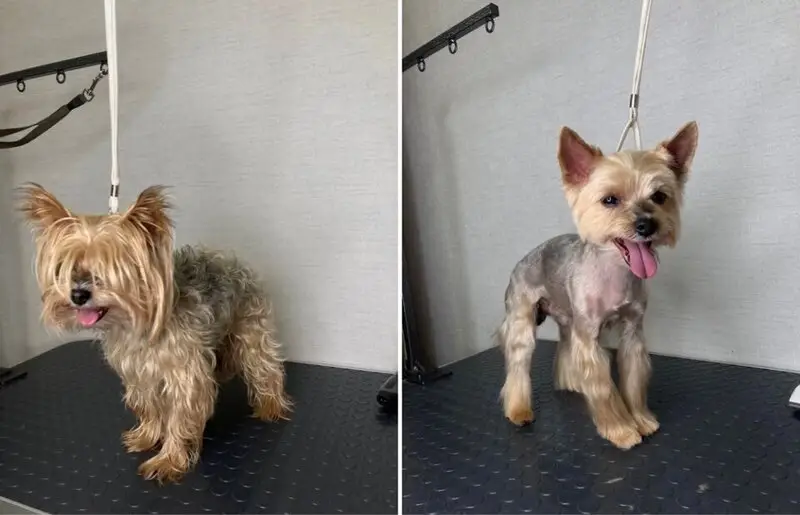 Груминг-салон Lama