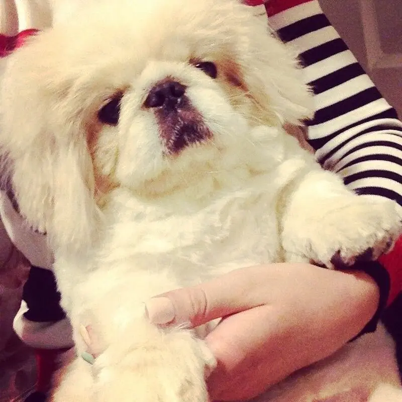 Джим, ветеринарная клиника