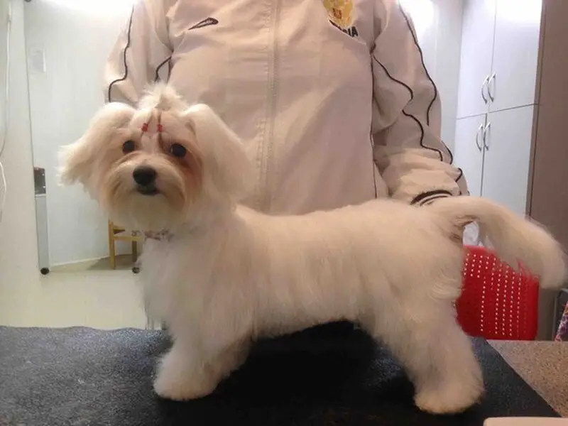 Корги vet, зооветеринарный центр