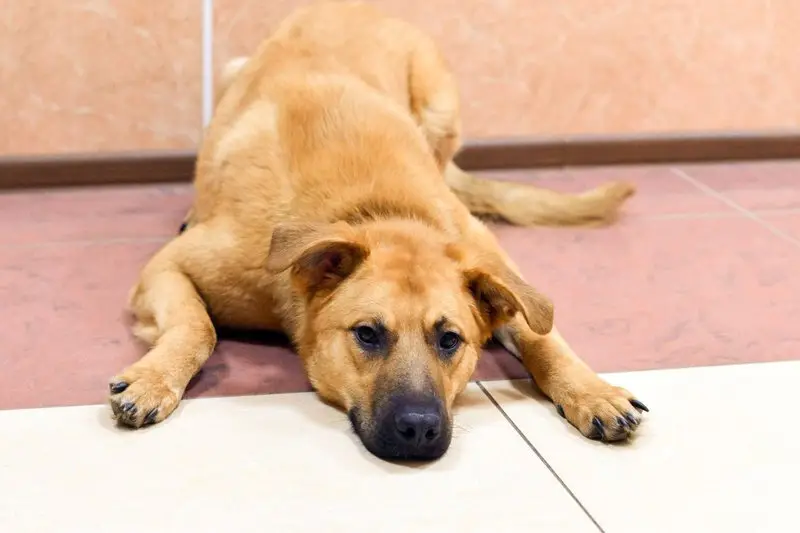 Зооцентр Кис