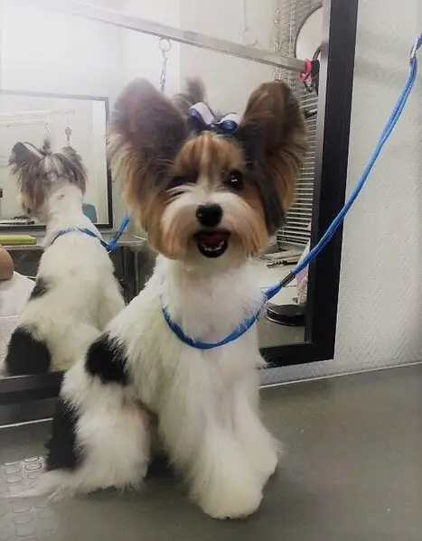 Парикмахерская для животных Аврора