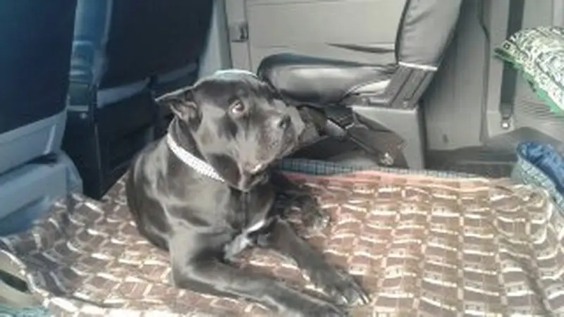 Компания Зоотакси