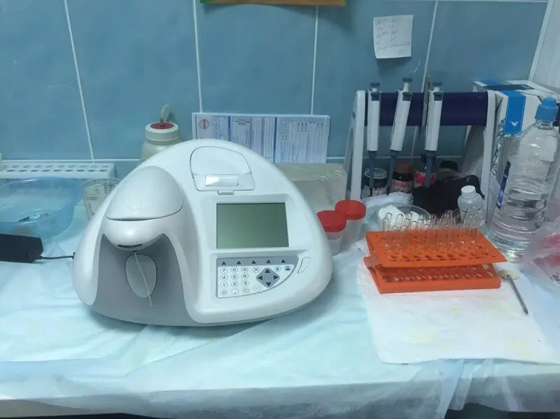 Кот и пес в Бору