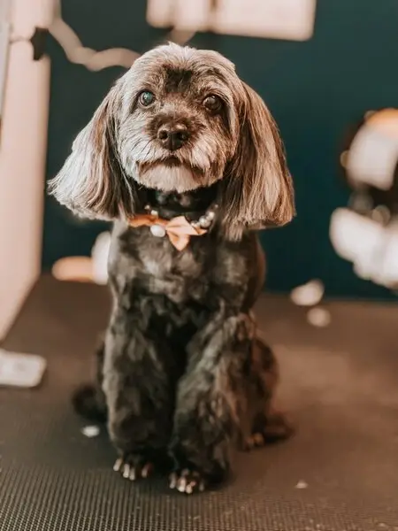 Зоопарикмахерская Джентелпёс