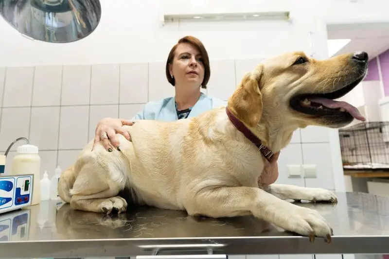 Вета, ветеринарная клиника