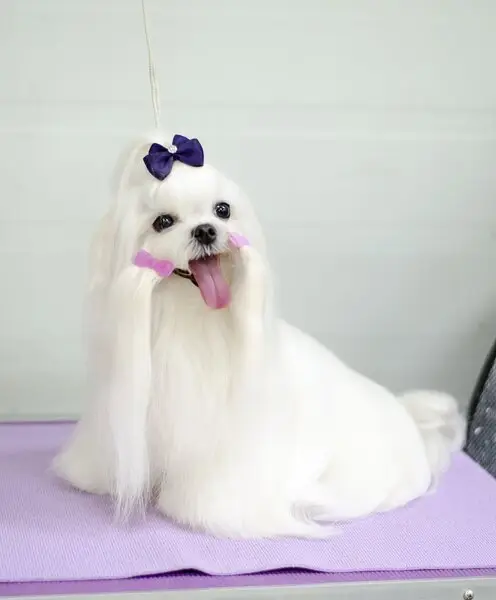 Зоосалон Mon Ami