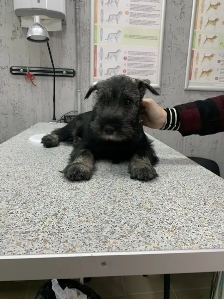 Vclad, ветеринарная клиника