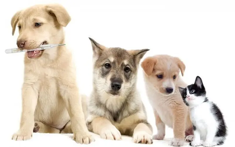 Журавлик, ветеринарная аптека