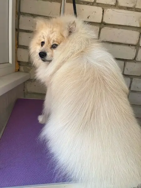 Студия груминга grooming house