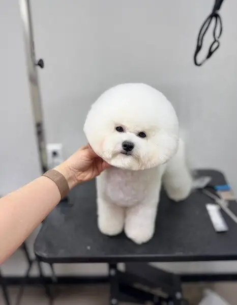 Зоосалон Pany Groom