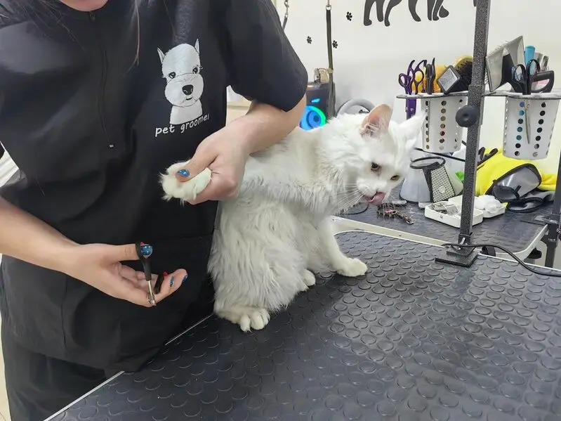 Зоогостиница Котелло