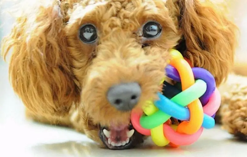 Зооцентр Легион