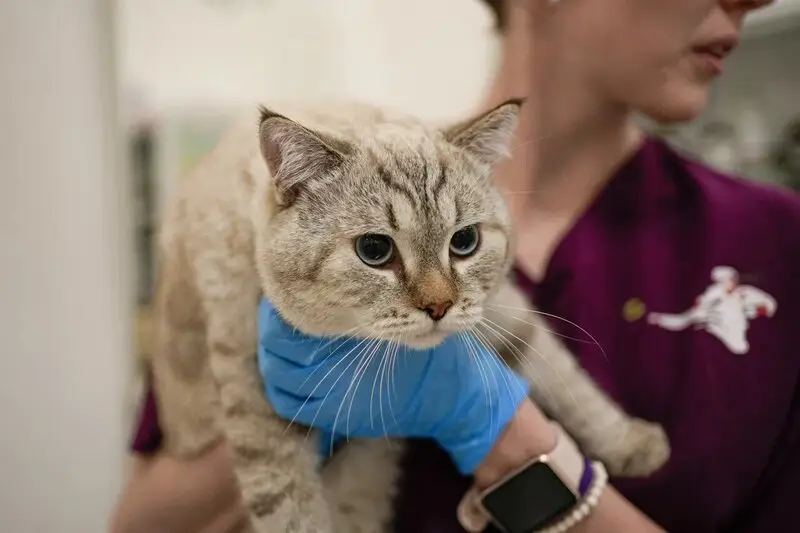 Зоопорт, ветеринарная клиника