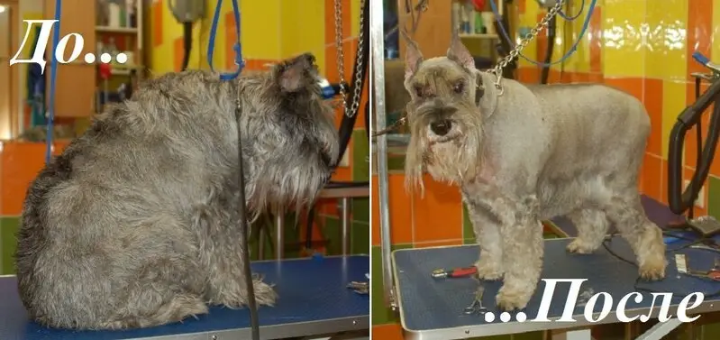 Гард, ветеринарный центр