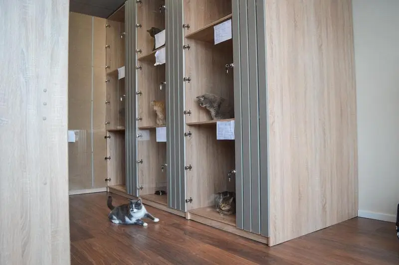 Гостиница для кошек Cat Inn на Цветочной улице