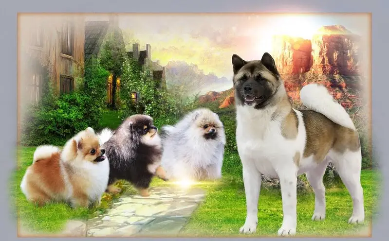 Питомник Из Донской Либерии