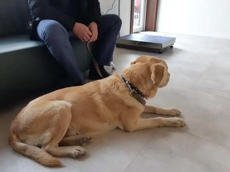 Нова, ветеринарная клиника