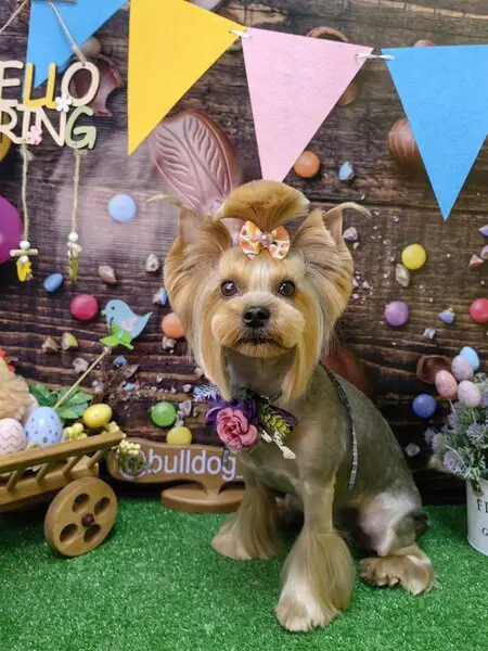 Зоосалон БульDOG