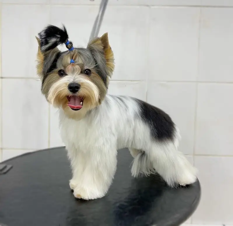 Груминг-студия Mone