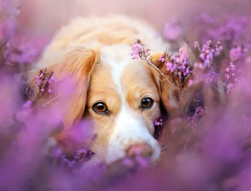 ВетЭксперт