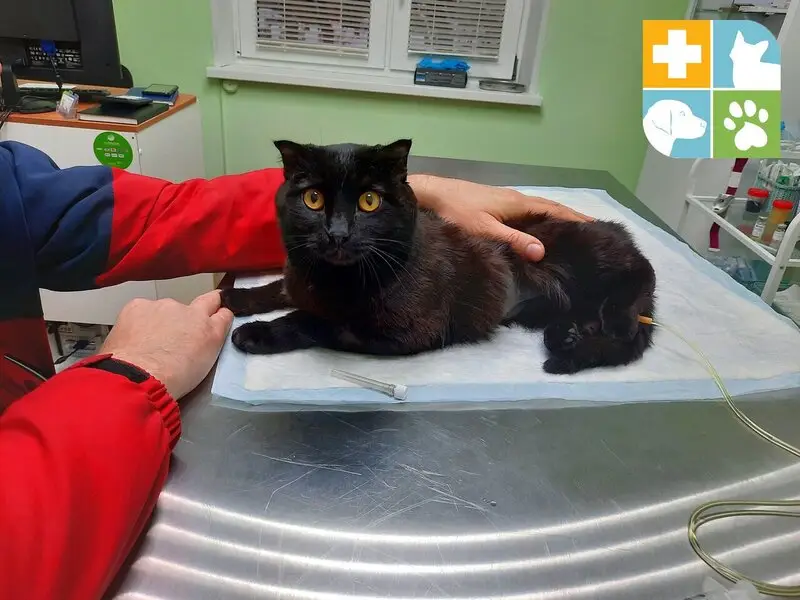 Веда, ветеринарная клиника