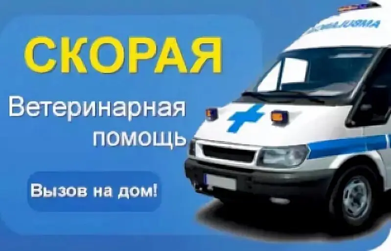 Ветеринарная скорая помощь