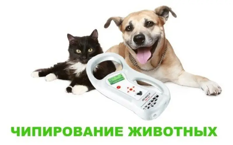 Айболит, ветеринарная клиника
