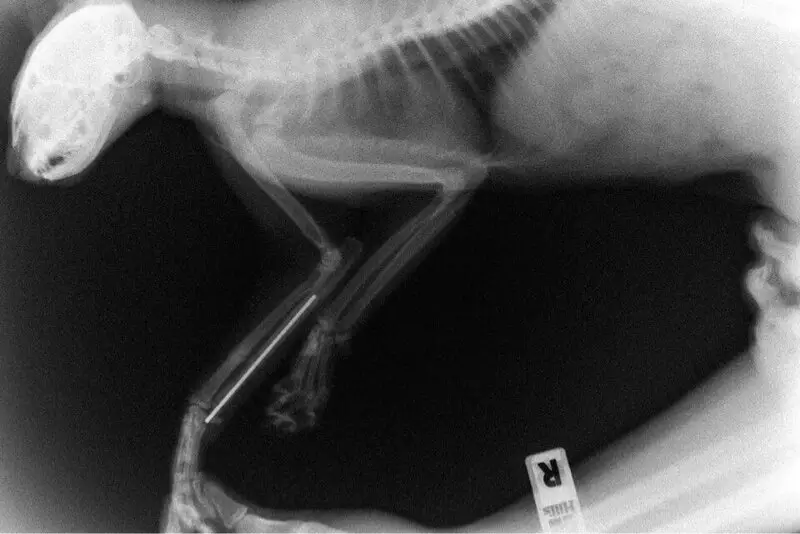 Ветеринарная клиника Vet & Med