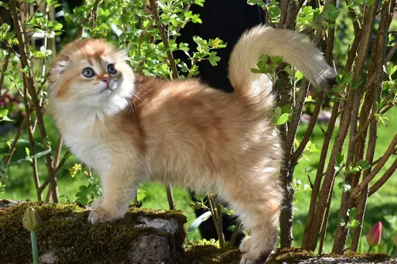 Питомник шотландских и девон-рекс кошек Style Jasmine