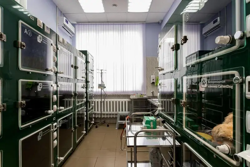 CatVetDog, лазарет