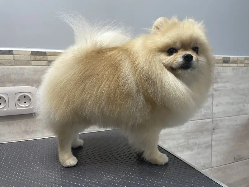 Зоосалон Собачий Угодник