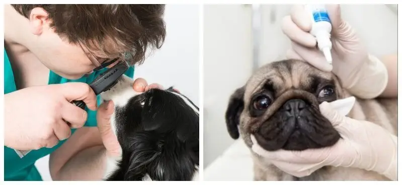 Выездная ветеринарная служба ProfVet