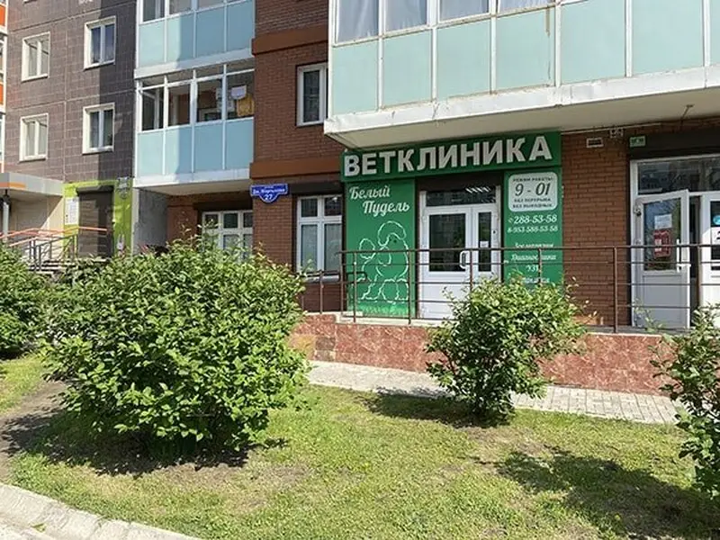 Белый пудель, ветеринарная клиника