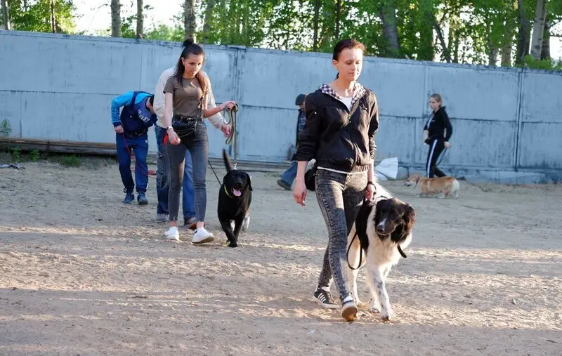 Кинологический клуб дрессировки собак Abc Dog School