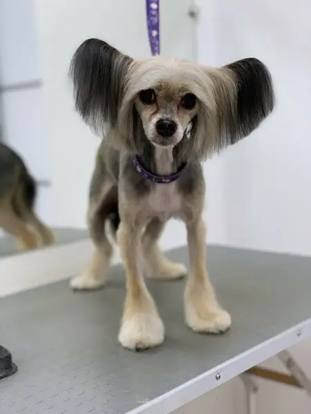 Груминг-студия Ушки на макушке