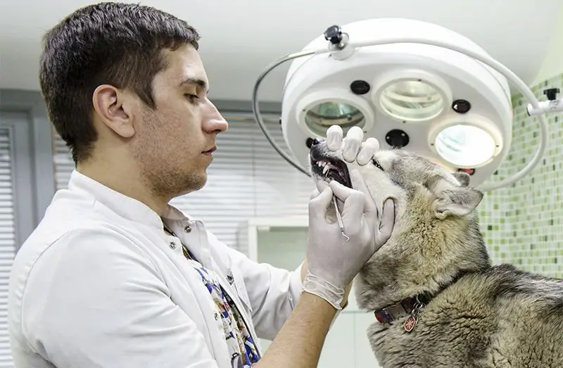 Пингвин, ветеринарная клиника