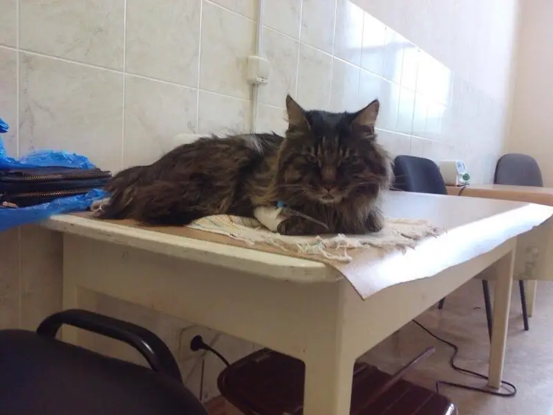 Бетховен, ветеринарный центр