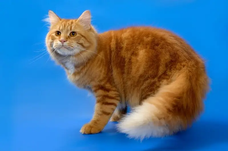 Зоопарикмахерская Сами с усами