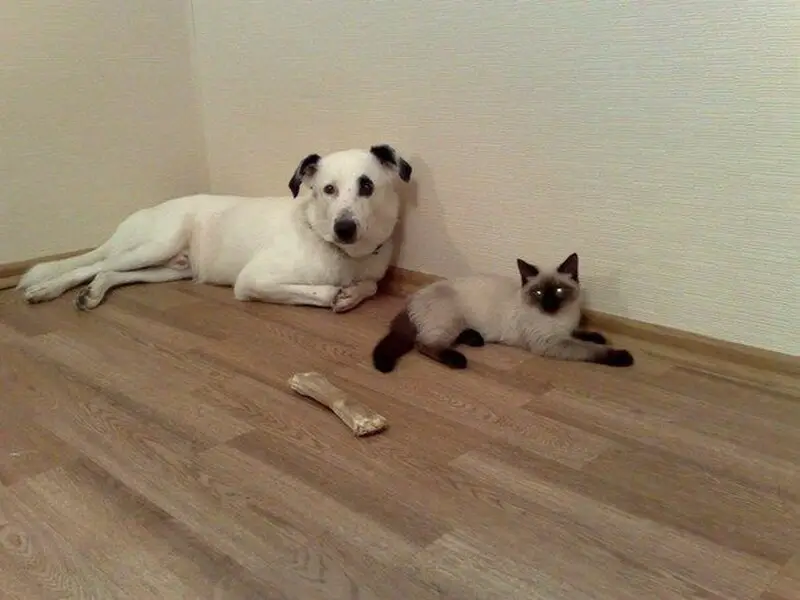 Бобёр, ветеринарная клиника