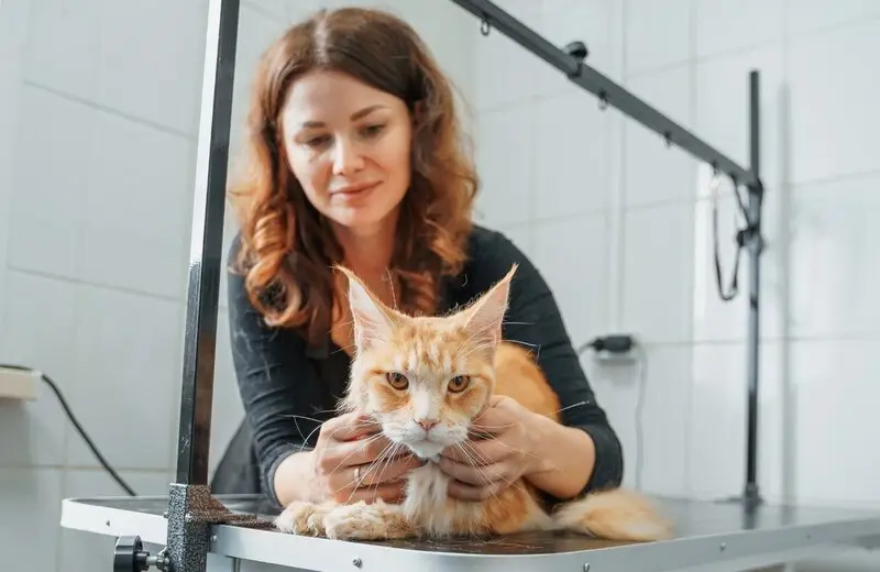 Ветеринарная клиника Кот и Пёс в Центральном районе