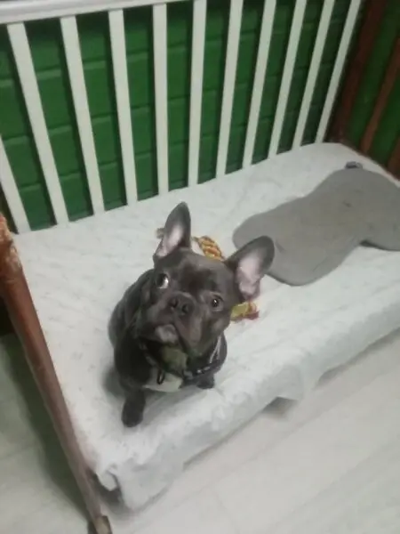 Зооотель Дама с собачкой